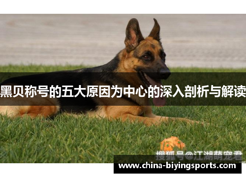 黑贝称号的五大原因为中心的深入剖析与解读